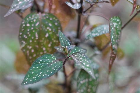 Polka Dot Plant 11976833 Stock Photo at Vecteezy