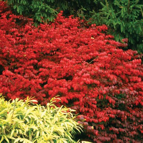 Fire Ball® - Burning Bush - Euonymus alatus | Proven Winners