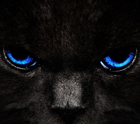 Cat-blue-eyes, animals, cat, pets, HD wallpaper | Peakpx