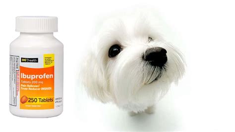 How Dangerous Is Ibuprofen For Dogs? - Our Dog Breeds