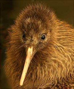 Birds Photos - Birds Wallpapers & Facts info: Kiwi Birds Pictures, Kiwi ...