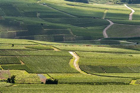 Champagne | Wine Region Guide