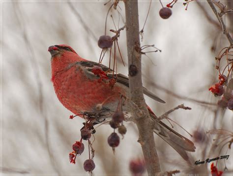 Male and Female Pine Grosbeak