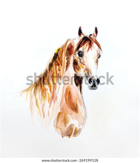 Watercolor Painting Portrait Arabian Horse Stock Illustration 269199128 ...