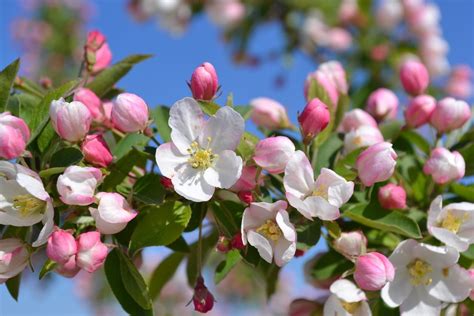 Fleurs de Bach Crab Apple- Centre de Formation en Fleurs de Bach