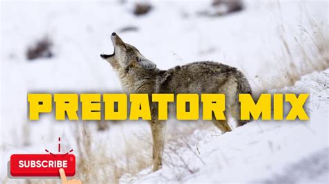 Predator Hunting Call Mix Sequence #3 - Free Download - YouTube