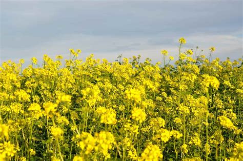 How to Control Pests and Diseases in Mustard Crop: Causes, Symptoms ...