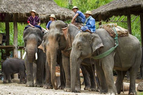 Chiang Mai Elephant Camps - Top 7 You Can't Miss