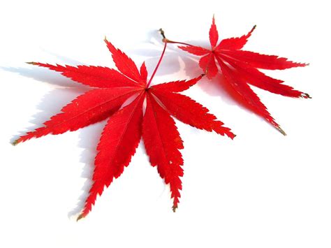 Buy Red Lace Leaf Japanese le 30 - Acer Palmatum Atropurpureum Dissectum , Laceleaf Japanese le ...