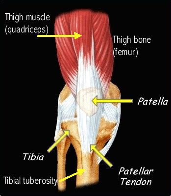 Osgood-Schlatter sygdom | Johns Hopkins medicin | New Place