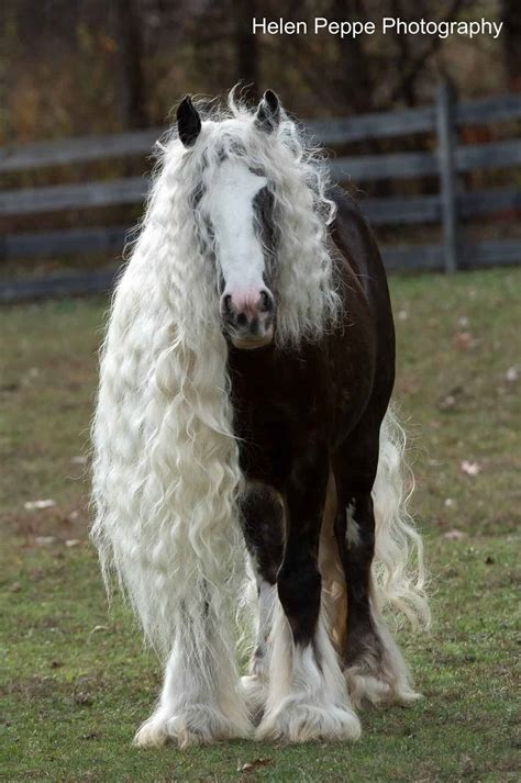 These Horses May Have The Most Beautiful Manes You’ve Ever Seen! – iHeartHorses.com