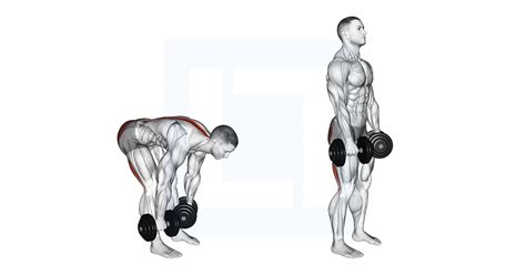 Dumbbell Straight Leg Deadlift - Guide, Benefits, and Form