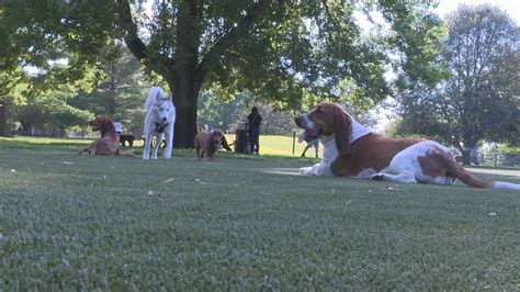 Broad Ripple Bark Park reopening thrills dog owners - WISH-TV | Indianapolis News | Indiana ...