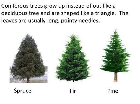 Trees, deciduous and coniferous (teach)