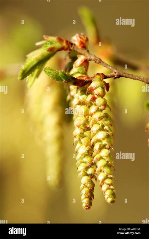 Hornbeam seeds hi-res stock photography and images - Alamy