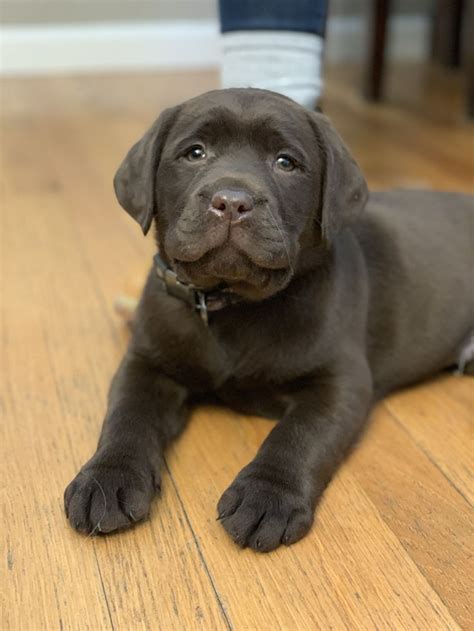 8 week old chocolate lab puppy | Labrador puppy training, Labrador ...