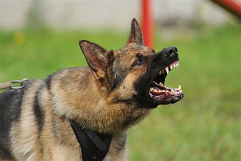 A German Shepherd Barking: A Perfect Guide to Train Your GSD