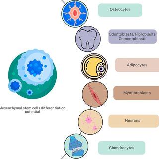 Mesenchymal stem cells' differentiation potential. | Download ...