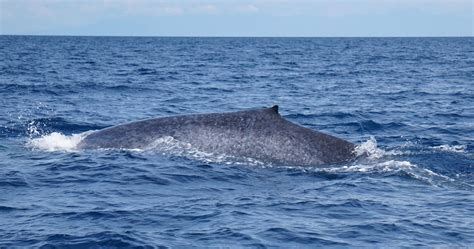 An endangered pygmy blue whale was spotted in the Bohol Sea