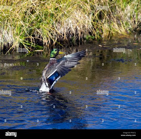 Mallard Drake Flapping Stock Photo - Alamy