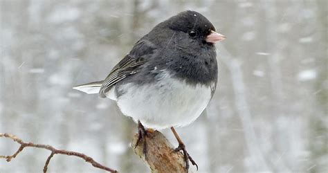 Dark-eyed Junco Life History, All About Birds, Cornell Lab of Ornithology