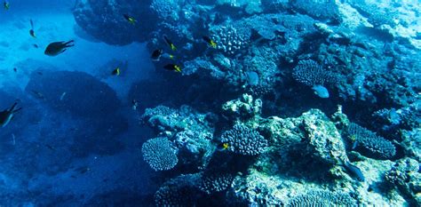 The Ningaloo Reef | Dive Ningaloo