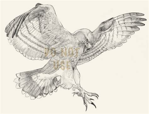 Free Hawk Tattoo, Download Free Hawk Tattoo png images, Free ClipArts on Clipart Library