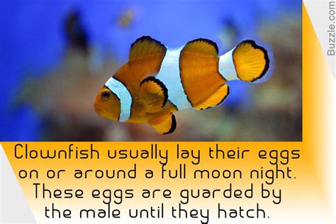 Clownfish Facts | Clown fish, Fun facts, Fish information