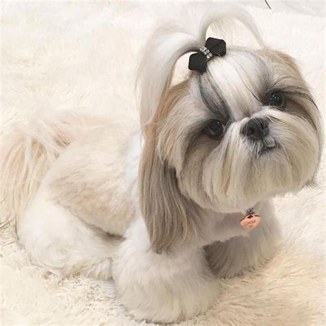 14 Adorable Shih Tzu Who Will Make Your Day Better | Page 2 of 3 | PetPress