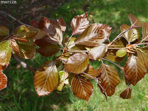 Copper Beech - Fagus sylvatica 'Atropunicea' - North American Insects ...