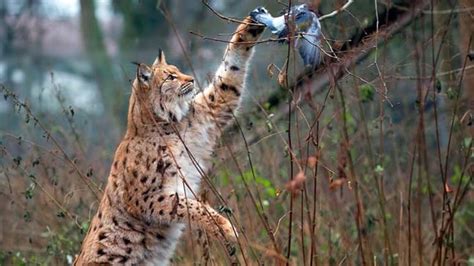 Lynx (Lynx lynx) - British Mammals - Woodland Trust