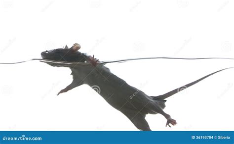 Rat Swimming in the Clear Water Stock Footage - Video of mouse, small ...