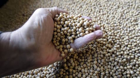 Soybean GMO | soybean seeds | soybean suppliers | soybean