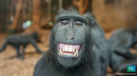 BBC Earth on Twitter | Funny animal faces, Monkeys funny, Animal faces