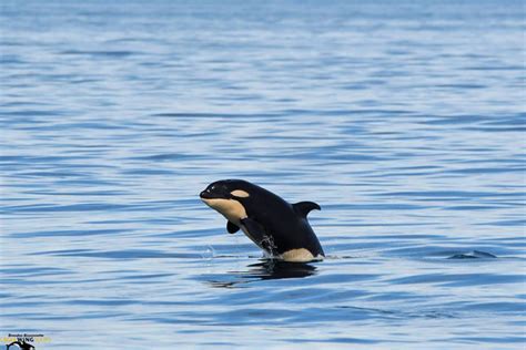 other baby orca : r/orcas