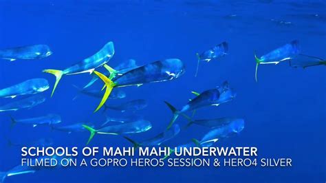 GoPro underwater footage of schools of Mahi Mahi. - YouTube