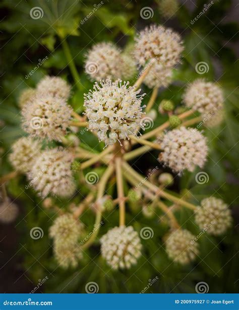 Japanese Aralia flowers stock image. Image of shrub - 200975927