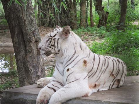 Indian Columbus: Bannerghatta National Park