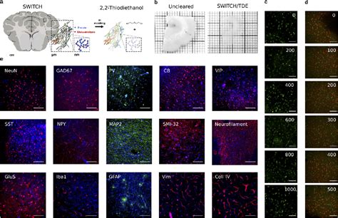 Figure 1 from Large-scale, cell-resolution volumetric mapping allows ...