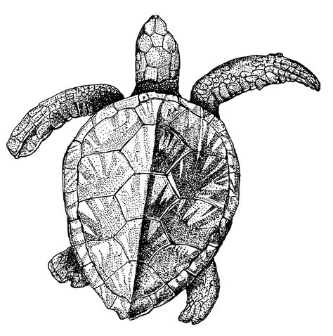 Sea creatures drawing, Sea animals drawings, Sea turtle artwork