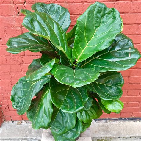 Fiddle Leaf Fig – East End Flower Market