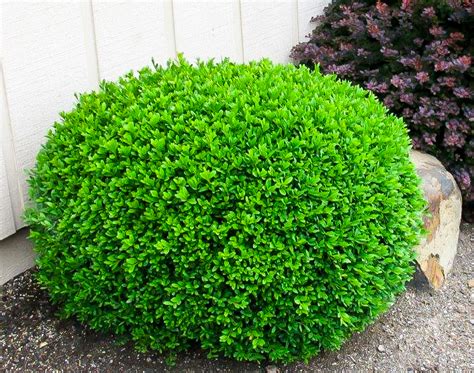 Winter Gem Boxwood | Winter gem boxwood, Shrubs, Evergreen shrubs