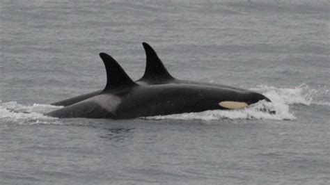 The orca who carried her dead calf for 1,000 miles is pregnant again