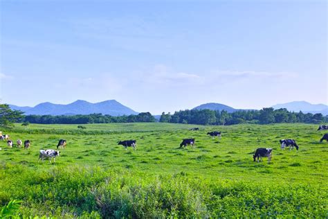 Family Cattle Farming: The Complete Guide For Beginners