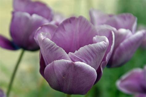 Tulipa 'Bleu Aimable' planted en mass for maximum impact. Or mix with the deeply intense 'Queen ...