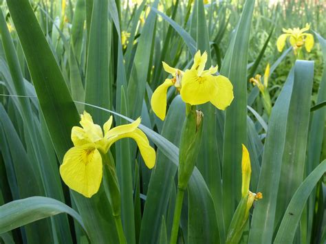 UK Native Pond Plants | Garden Wildlife