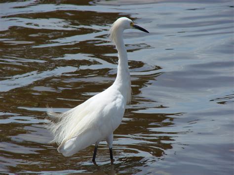 Familia Ardeidae (Garzas) [Ardeidae Family (Egrets, Bitterns & Herons)] | Flickr