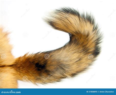 Red Fox tail stock image. Image of isolated, behind, wild - 21808895