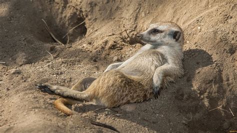 Cute And Funny Meerkat Pets Compilation! - YouTube