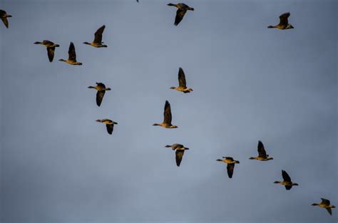 Free Images : nature, wing, flock, flight, fauna, duck, goose ...
